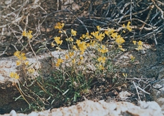 Rhammatophyllum erysimoides