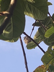 Spermestes cucullata