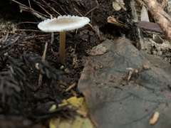 Strobilurus ohshimae