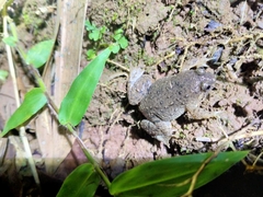 Occidozyga lima