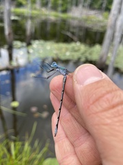 Lestes eurinus