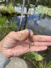 Lestes eurinus