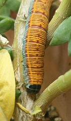 Pachylia ficus