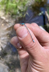 Chromagrion conditum