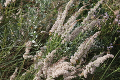 Solidago mexicana