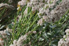 Solidago mexicana
