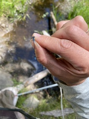 Chromagrion conditum