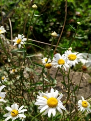 Leucanthemum