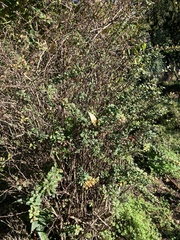 Berberis
