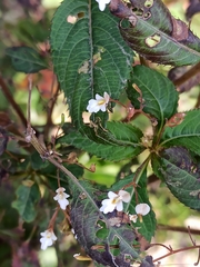 Impatiens brachycentra