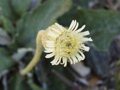 Chaptalia integerrima