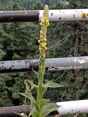 Verbascum