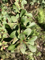 Berberis