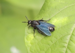 Hymenoptera