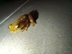 Dendropsophus sanborni