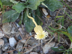 Chaptalia integerrima