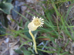 Chaptalia integerrima