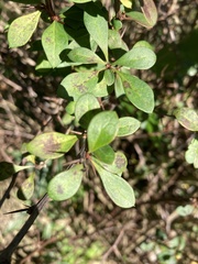 Berberis