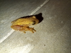 Dendropsophus sanborni