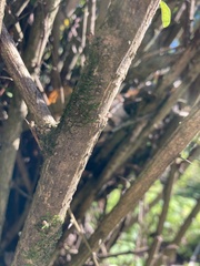 Berberis