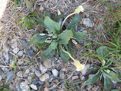 Chaptalia integerrima