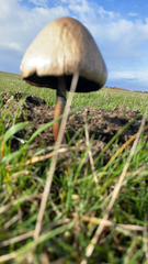Panaeolus