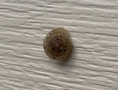 Polygyra cereolus