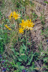 Ligularia kareliniana