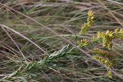 Solidago mexicana