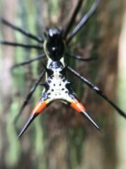 Micrathena schreibersi