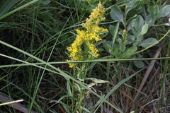 Solidago mexicana