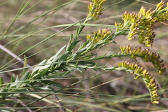Solidago mexicana