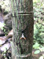 Micrathena schreibersi