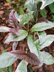 Pseuderanthemum carruthersii