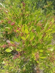 Searsia laevigata