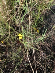 Coreopsis leavenworthii
