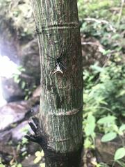 Micrathena schreibersi