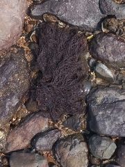 Rhodophyta