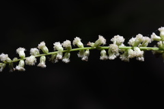 Artemisia lactiflora