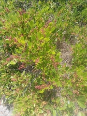Searsia laevigata