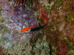 Bodianus pulcher