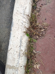 Setaria pumila