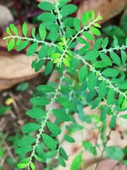 Phyllanthus