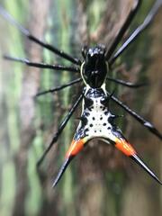 Micrathena schreibersi