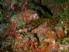 Alloclinus holderi