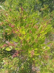 Searsia laevigata
