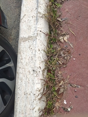 Setaria pumila
