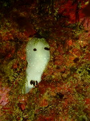 Cadlina limbaughorum