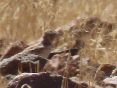 Spizocorys starki