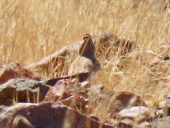 Spizocorys starki